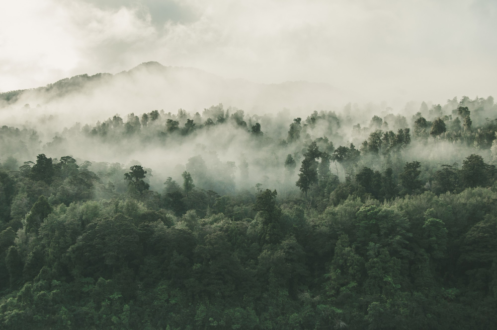 Forêt