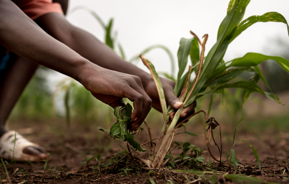 Exploitations agricoles