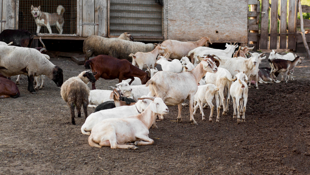 Togo-Élevage : des dispositions appropriées pour une exploitation efficace des fermes animales
