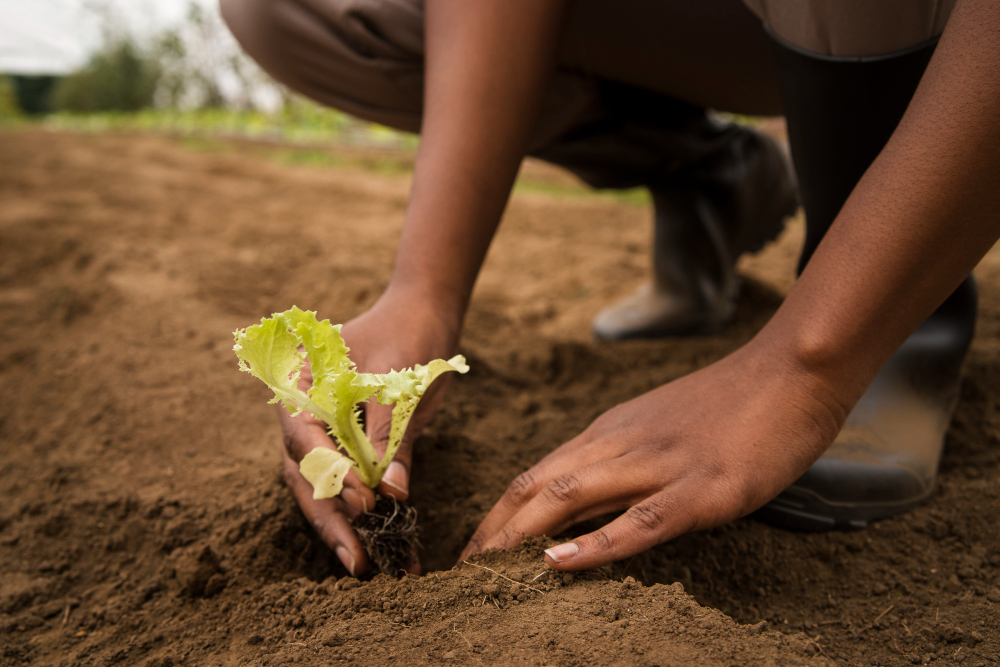 Afrique-Engrais : davantage de coordination et plus de coopération !