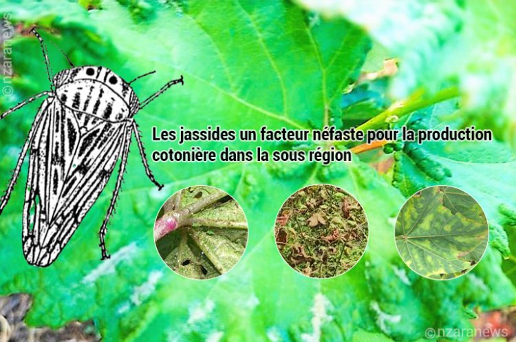 Afrique-Coton : experts et acteurs réunis pour combattre les ravageurs des cultures