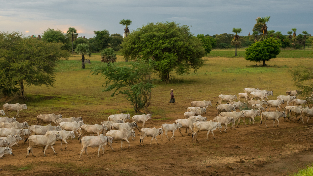 Afrique de l’Ouest : la gestion de la transhumance reste d’actualité