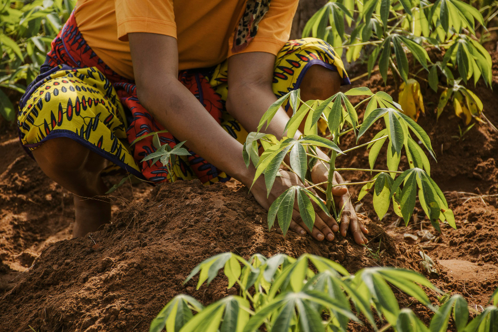 Production agricole : réussir un champ d'arachide